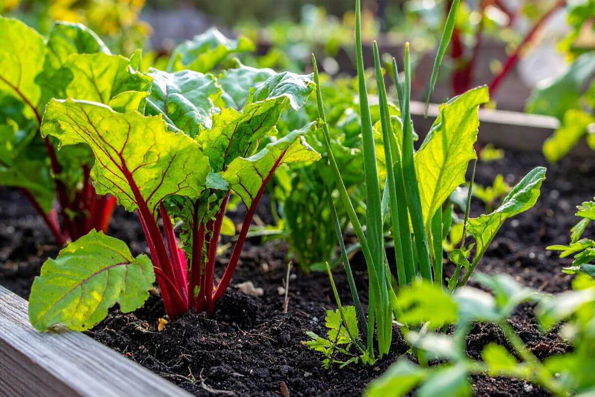 A picture of a vegetable garden.