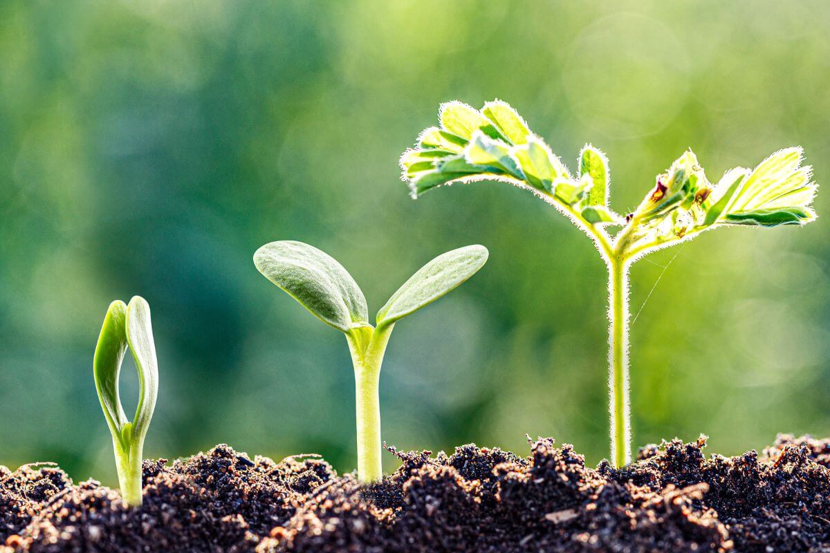 A picture of a growing sapling.