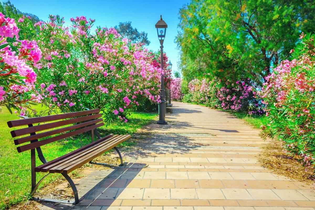 A picture shows a beautiful park.