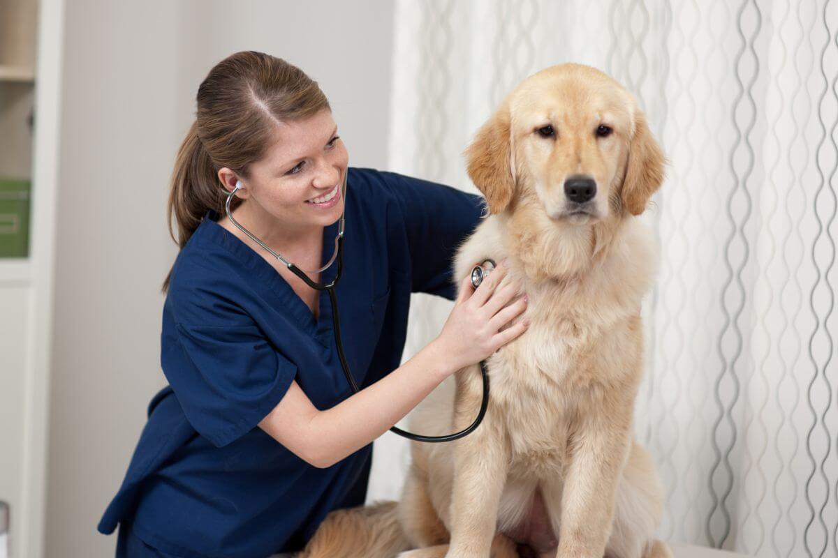 An image of a veterinarian checking on a dog.